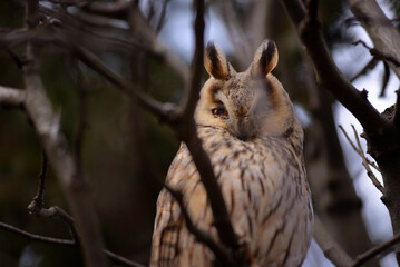 Beautiful owl resting on a tree. Wildlife scene.
