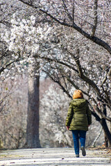 Fototapeta na wymiar Woman walking along a path where on the sides, almond tree with branches full of white flowers in the El Retiro park in Madrid, in Spain. Europe. Spring. Photography. Spring. Spring Time 2023.