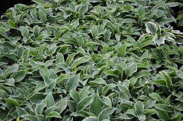Hostas plants for the garden.