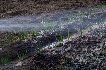 Regando con agua de manguera huerto con cebollas plantadas