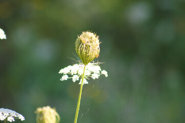 Wild carrot bud closeup view with blurred green plants on background