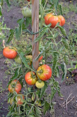 Pomidory na krzaku w ogrodzie, pomidor krakowski malinowy
