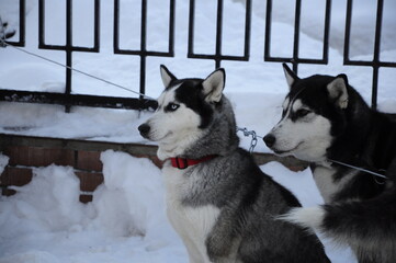 Husky dogs 
