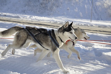 Husky dogs 