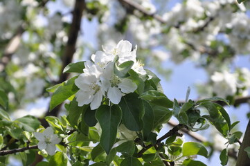 Garden flowers 