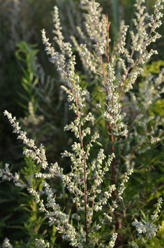 Roślina Bylica Pospolita, Artemisia vulgaris, kwiaty