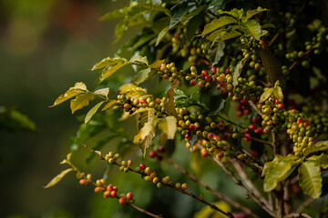 Colombian coffee