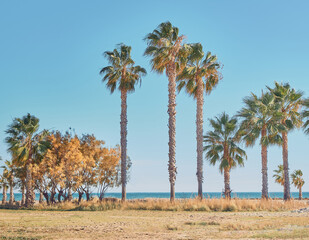 Fototapeta premium Palm trees on the beach