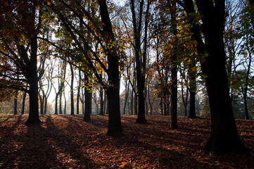 Autumnal Afternoon Sunlight in the Woods. Milano, Italy