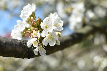 Kwiaty wiśni w Japonii. - obrazy, fototapety, plakaty