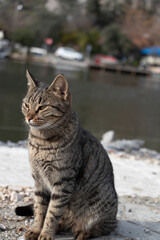 Stray cat at outdoor. Half closed eyes. River background.