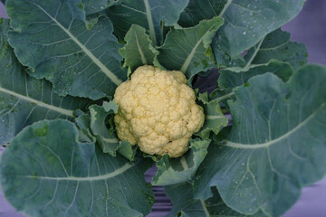 Close-up view of Fresh Organic Cauliflower with dewdrops grows in the garden are ready to harvest by Indonesian local farmers