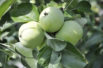 Apples in the garden on a branch 