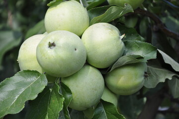 Apples in the garden on a branch 