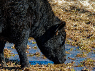 Cow drinking from puddle
