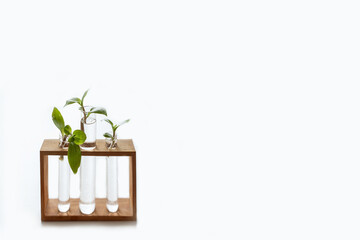 Glass containers with water on wooden stand for germinating plants on white backdrop. Sapling. Environment conservation. Copy space