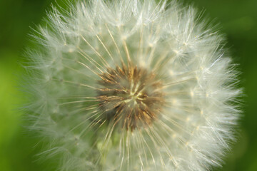 Dandelion abstract background. Beautiful white fluffy dandelions, dandelion seeds in sunlight. Blurred natural green spring background. Macro photography, selective focus, close up.