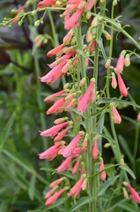 Delicate red flower in the garden. Penstemon barbatus.