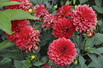 Garden flowers 