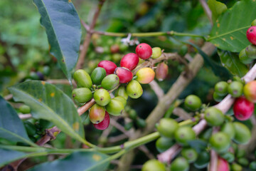 Close-up view of raw green coffee beans ripening on tree branches in a coffee plantation in West Java, Indonesia.