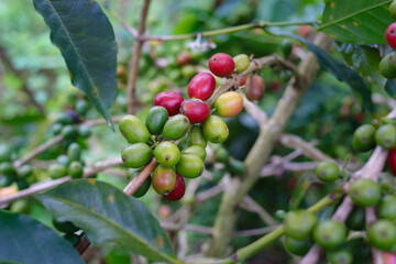 Close-up view of raw green coffee beans ripening on tree branches in a coffee plantation in West Java, Indonesia.