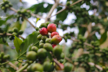 Close-up view of raw green coffee beans ripening on tree branches in a coffee plantation in West Java, Indonesia.