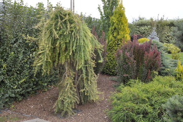 Landscaping of a garden plot. Flowers and plants in landscape design. 