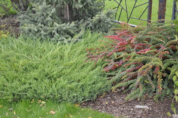 Obraz premium Landscaping of a garden plot. Flowers and plants in landscape design. 