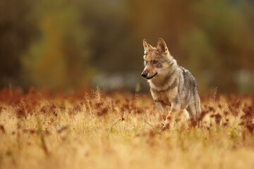 young male Eurasian wolf (Canis lupus lupus) looking for pack mates