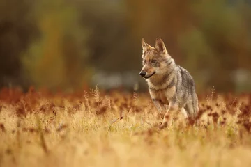 Deurstickers young male Eurasian wolf (Canis lupus lupus) looking for pack mates © michal