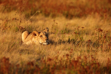 nice and cute young female lioness (Panthera leo) resting in the afternoon in the setting sun on the savannah