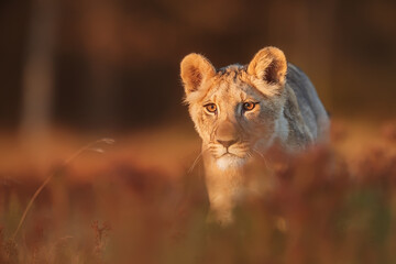 nice and cute young female lioness (Panthera leo) The morning sun shines in her eyes