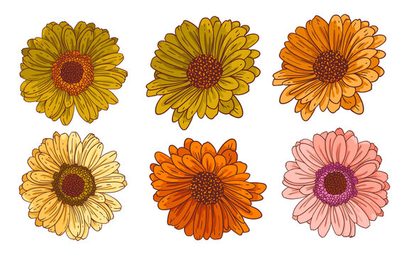 Tops of gerbera flowers, vector set. Bundle of isolated floral design elements. Vector collection of beautiful multicolor daisies with outline. Colored hand drawn illustrations on white background