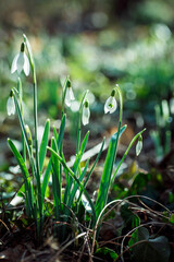 Schneeglöckchen Frühlingsanfang
