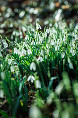 Schneeglöckchen Wiese Frühling