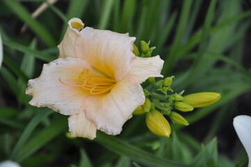 Fototapeta premium Garden flowers 