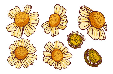 Tops of daisy flowers, vector set. Bundle of isolated floral design elements. Vector collection of beautiful chamomiles in bloom with outline. Colored hand drawn illustrations on white background