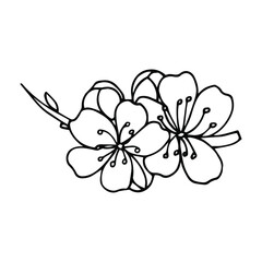 hand-drawn Sakura blossom isolated on white background. Vector botanical illustration. Hand-drawn apple blossom.