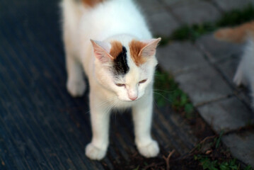 Naklejka na ściany i meble a small cat in the yard of a rural house