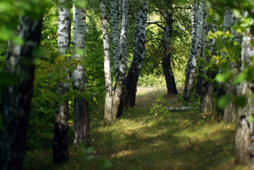 birch forest on a cloudy day