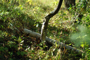 small river in the forest