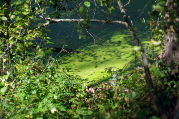 small river in the forest