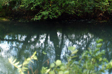 small river in the forest