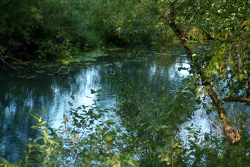 small river in the forest
