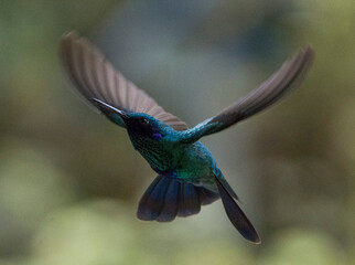 Colibri © Daniel