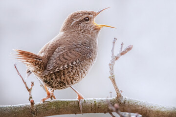 Singender Zaunkönig im Sonnenlicht