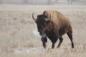 American Bison on the High Plains of Colorado. Rocky Mountain Arsenal National Wildlife Refuge.