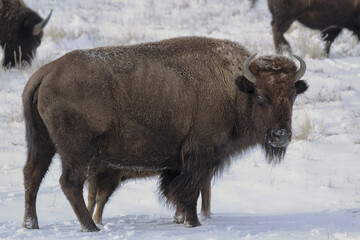 American Bison on the High Plains of Colorado. Rocky Mountain Arsenal National Wildlife Refuge.
