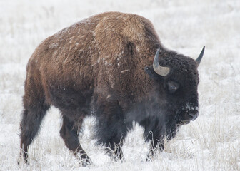 Fototapeta premium American Bison on the High Plains of Colorado. Rocky Mountain Arsenal National Wildlife Refuge.