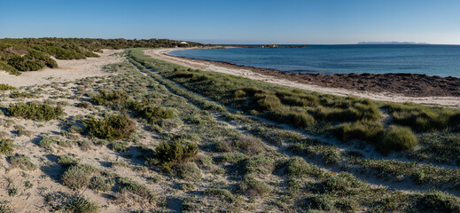 dune vegetation, Es Caragol beach, Santanyi municipality, Mallorca, Balearic Islands, Spain